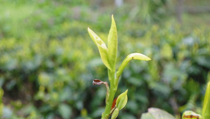 ÇAYKUR, İkinci Sürgün Yaş Çay Alımına Başladı