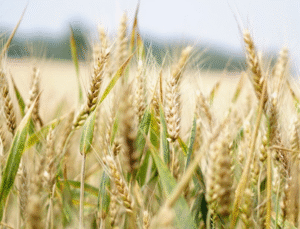 Tarımda Devlet Güvencesi: Üreticilere İlk Yarıda 7,3 Milyar Lira Tazminat Ödendi