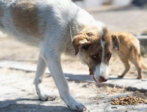 Yangından Kurtarıldı, Sevgiyle Sahiplendi: Kaptan Yeni Yuvasında!