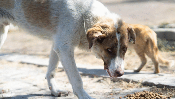 Yangından Kurtarıldı, Sevgiyle Sahiplendi: Kaptan Yeni Yuvasında!