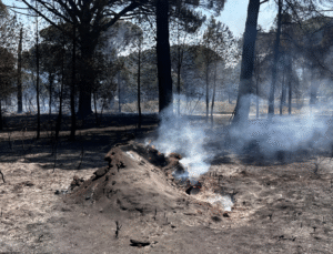 Bergama’daki Orman Yangını Büyük Çabayla Kontrol Altına Alındı