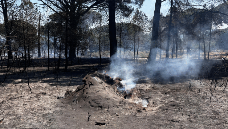 Bergama’daki Orman Yangını Büyük Çabayla Kontrol Altına Alındı
