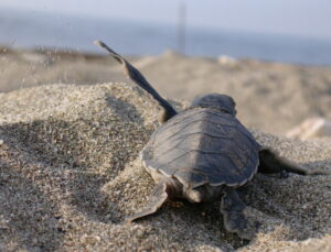 Caretta Caretta Yuva Sayısı 10 Kat Arttı: Mavi ve EKAD İş Birliğiyle Rekor Başarı!