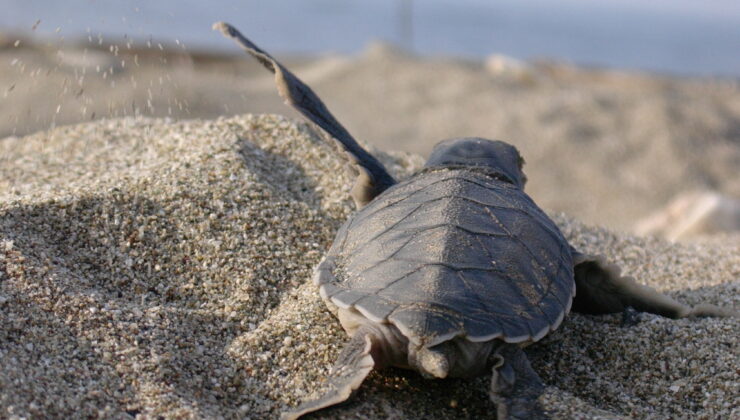 Caretta Caretta Yuva Sayısı 10 Kat Arttı: Mavi ve EKAD İş Birliğiyle Rekor Başarı!