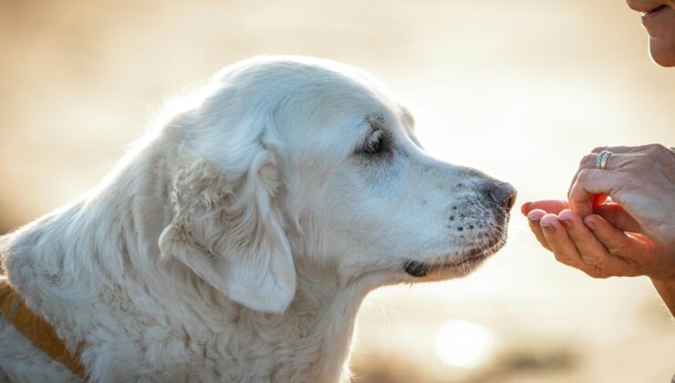 Psikolojik Bir İhtiyaç: Arkadaşlık, Sadece Sosyal Bir Alışkanlık Değil