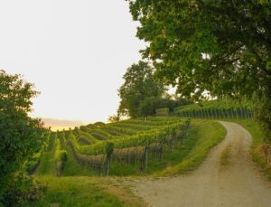 “Doğanın Ruhu” Kısa Film Yarışması Başlıyor: Sanatla Doğaya Yolculuk!