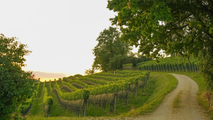 “Doğanın Ruhu” Kısa Film Yarışması Başlıyor: Sanatla Doğaya Yolculuk!