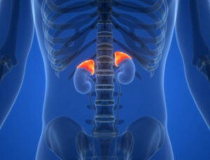 Böbrek Üstü Bezlerindeki Kitleler Ciddi Sorunlara Neden Olabilir