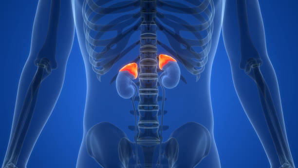 Böbrek Üstü Bezlerindeki Kitleler Ciddi Sorunlara Neden Olabilir