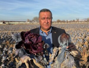 Gürer: Kara Lahana Tarlada Kaldı, Markette Fiyatı Katladı