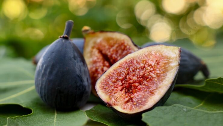 Türkiye’nin İncir’deki yeni yıldızı “siyah orak” belgeseli