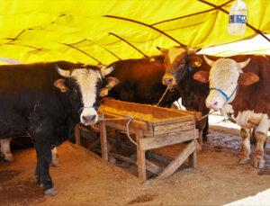Keçiören’de Kurban Hazırlığı: Bağlum Satış Alanı İçin Başvurular Başlıyor!