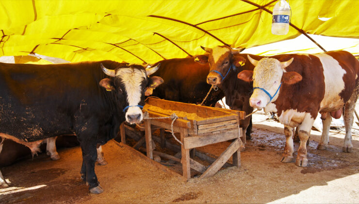 Keçiören’de Kurban Hazırlığı: Bağlum Satış Alanı İçin Başvurular Başlıyor!